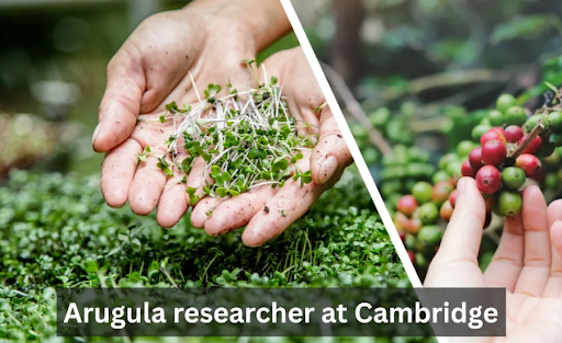 arugula researcher at cambridge